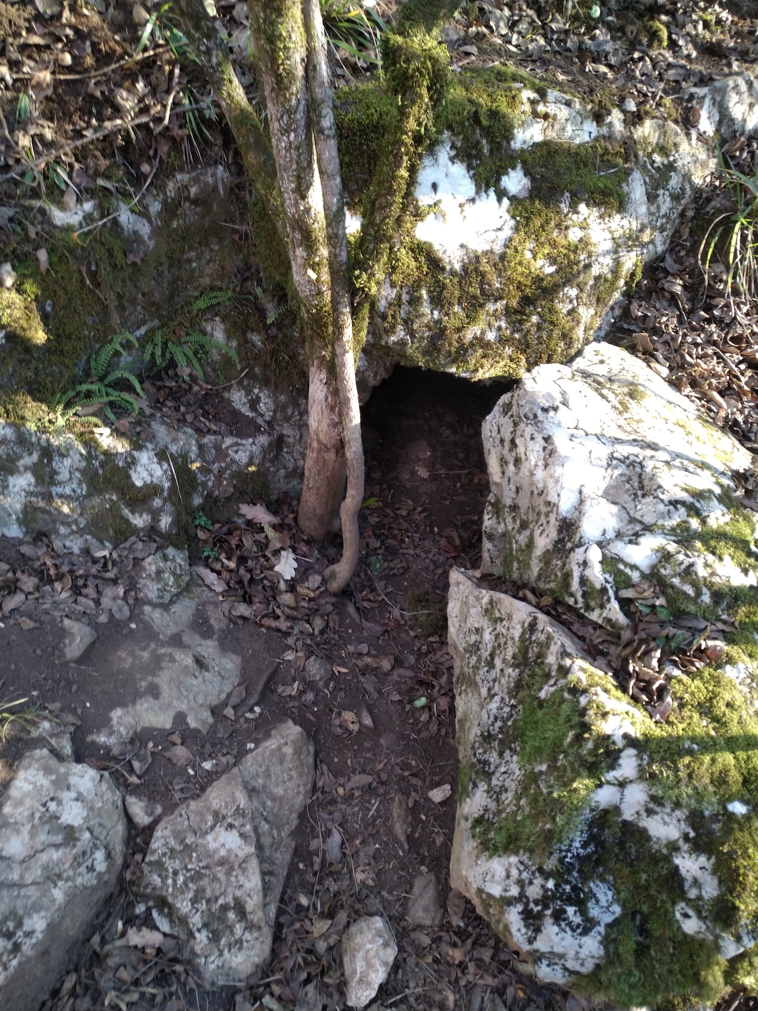 Peștera Limaxului - Image 2